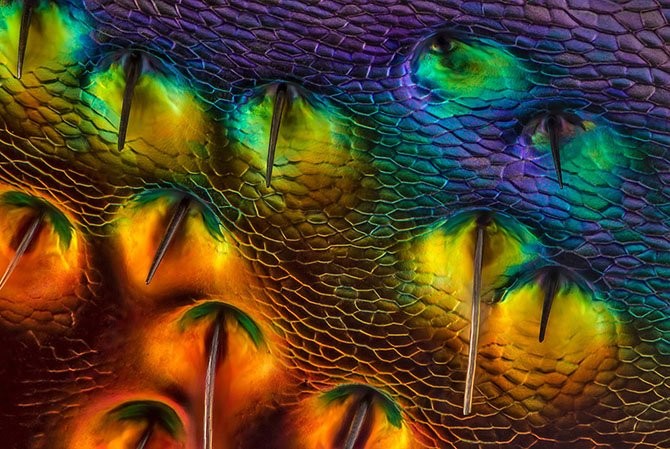 Лучшие фото с Nikon small world 2014-14