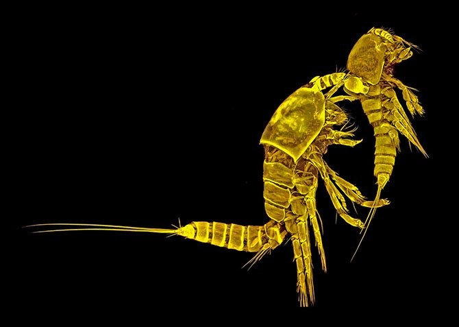 Лучшие фото с Nikon small world 2014-15