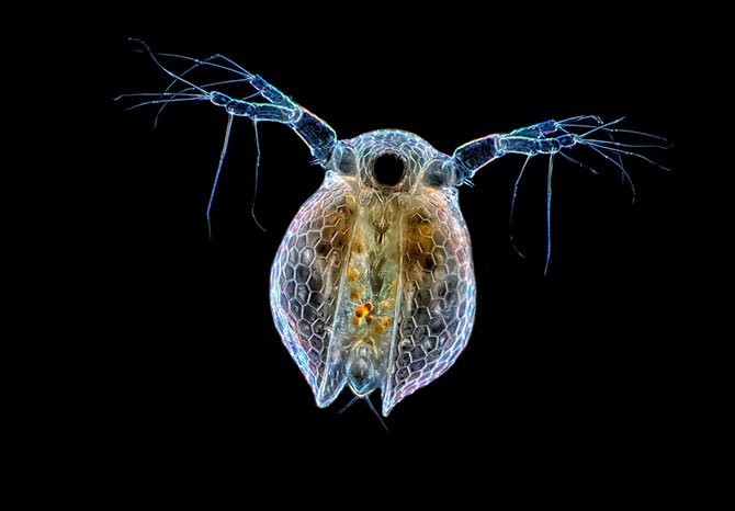 Лучшие фото с Nikon small world 2014-19