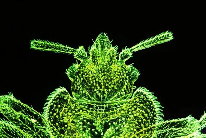 Лучшие фото с Nikon small world 2014-26