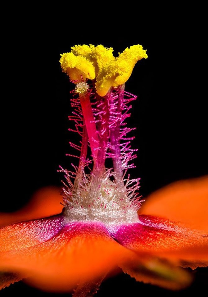 Лучшие фото с Nikon small world 2014-28