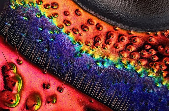 Лучшие фото с Nikon small world 2014-29