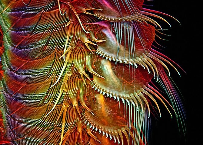Лучшие фото с Nikon small world 2014-3