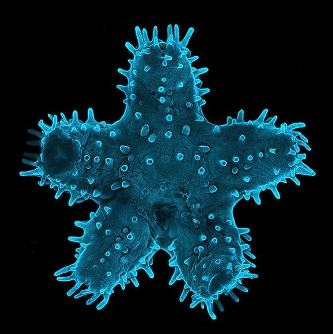 Лучшие фото с Nikon small world 2014-31