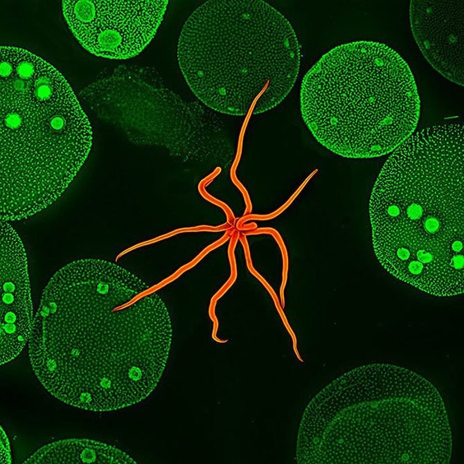 Лучшие фото с Nikon small world 2014-33