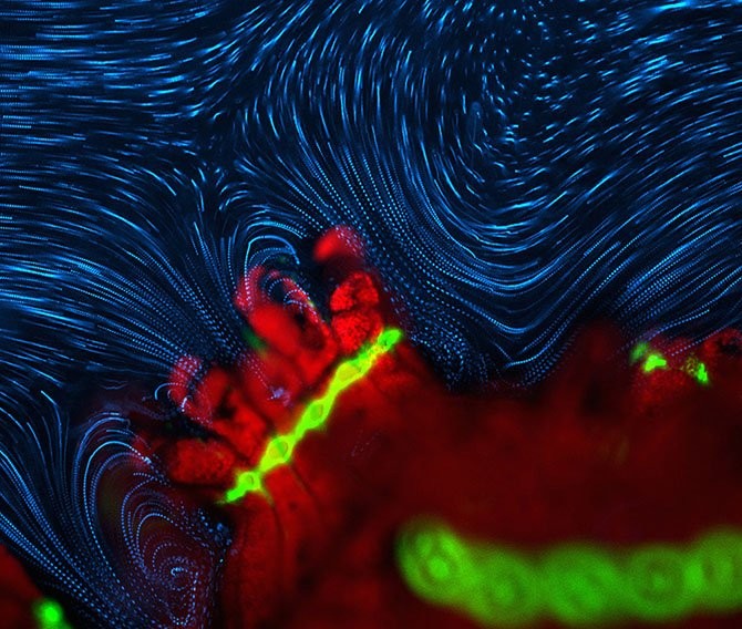 Лучшие фото с Nikon small world 2014-4