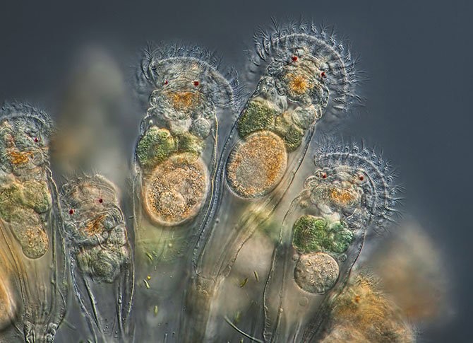 Лучшие фото с Nikon small world 2014-6
