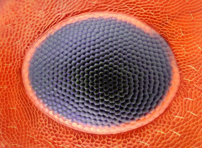 Лучшие фото с Nikon small world 2014-7