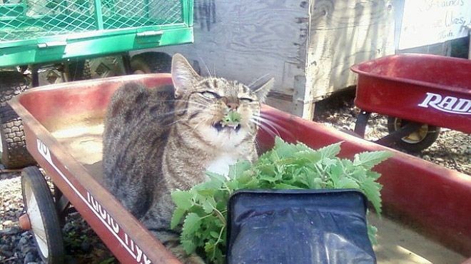 Котов штырит от мяты-10