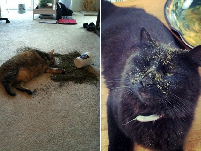 Котов штырит от мяты-11