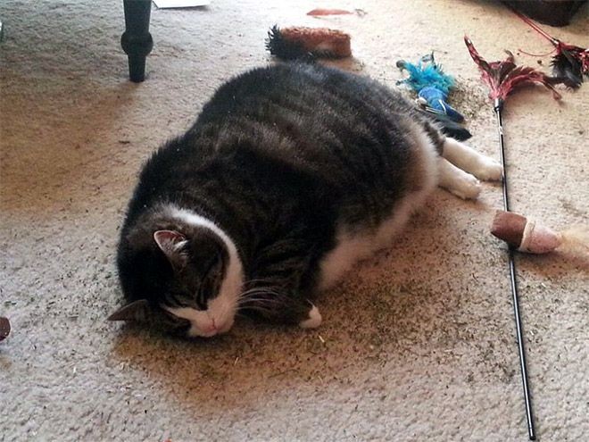 Котов штырит от мяты-15