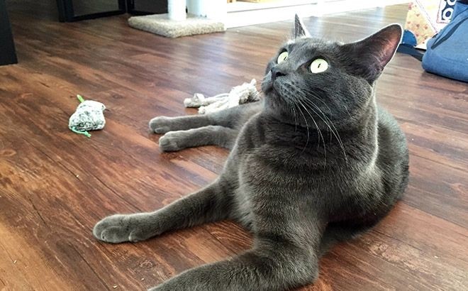 Котов штырит от мяты-17