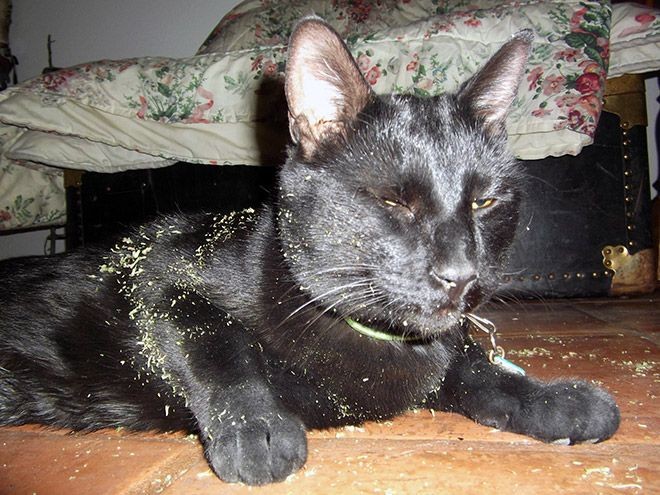 Котов штырит от мяты-5