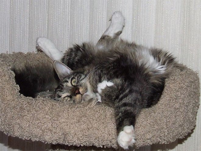 Котов штырит от мяты-6