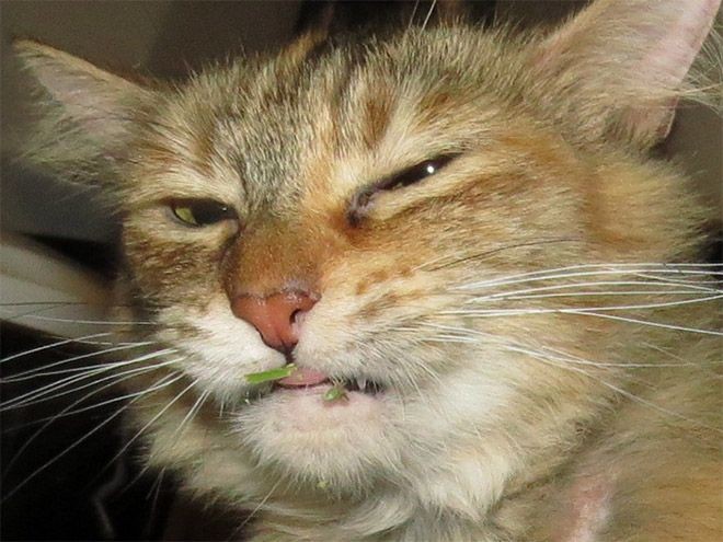 Котов штырит от мяты-8