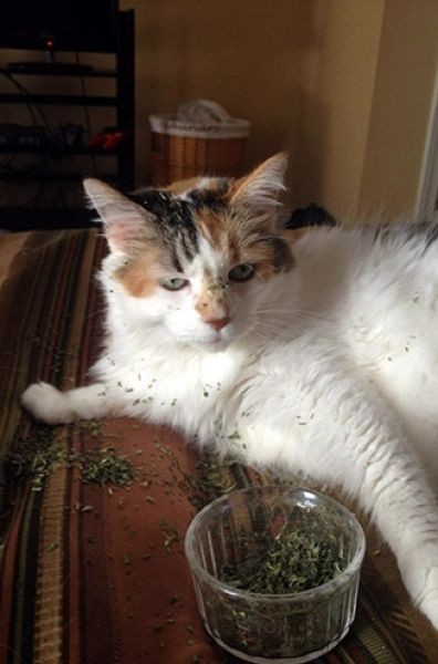 Котов штырит от мяты-9