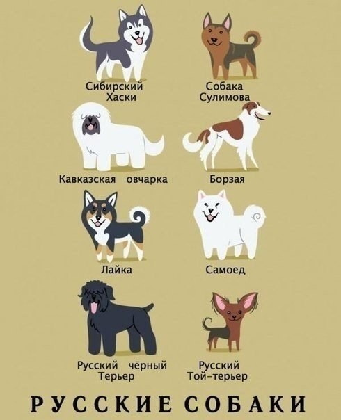 Виды и происхождение собак-1