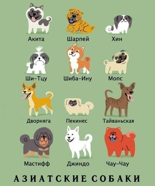 Виды и происхождение собак-2