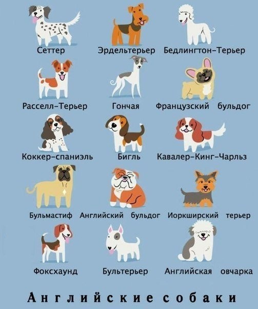 Виды и происхождение собак-4