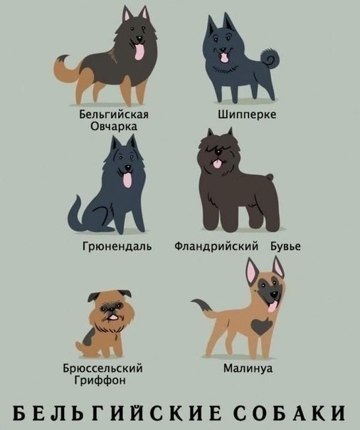 Виды и происхождение собак-6