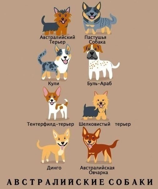 Виды и происхождение собак-7