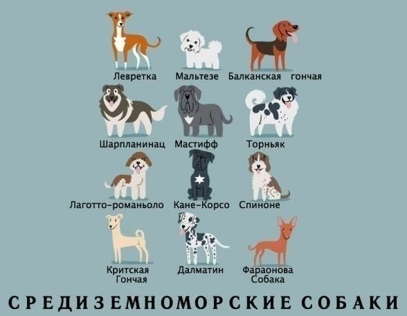 Виды и происхождение собак-8