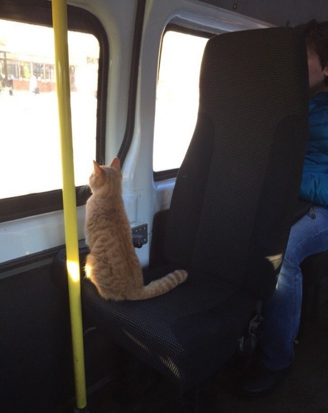 Что можно прочитать в маршрутке-19