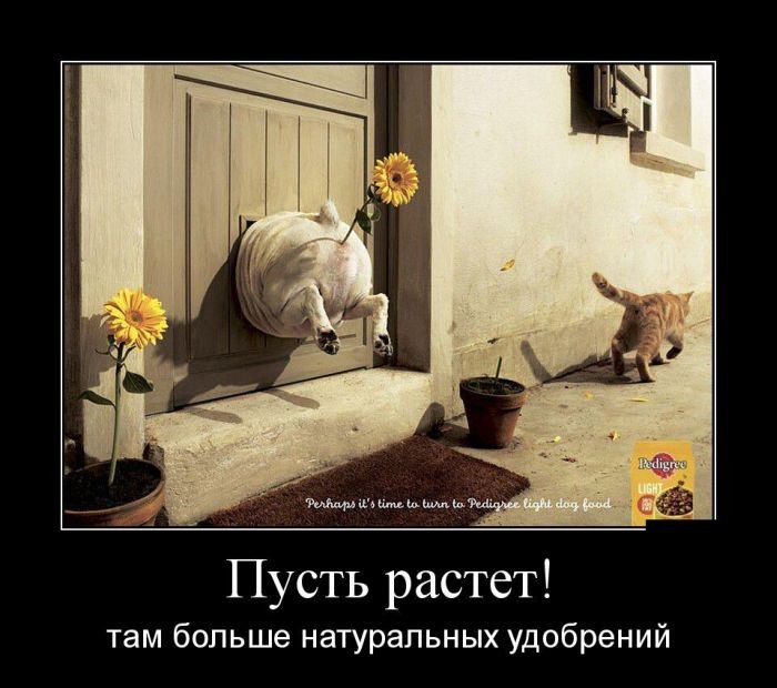 Свежие демотиваторы-7