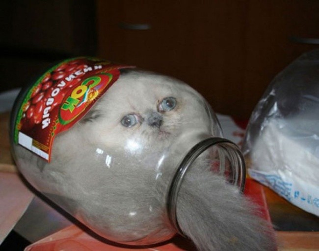 Кошки - это жидкость!-1