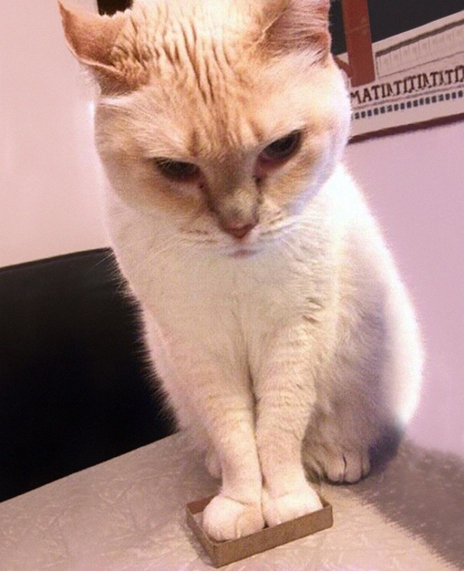 Кошки - это жидкость!-11
