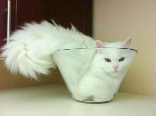Кошки - это жидкость!-18
