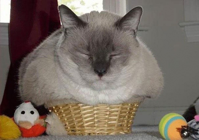 Кошки - это жидкость!-3