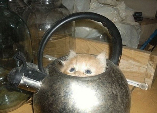 Кошки - это жидкость!-4