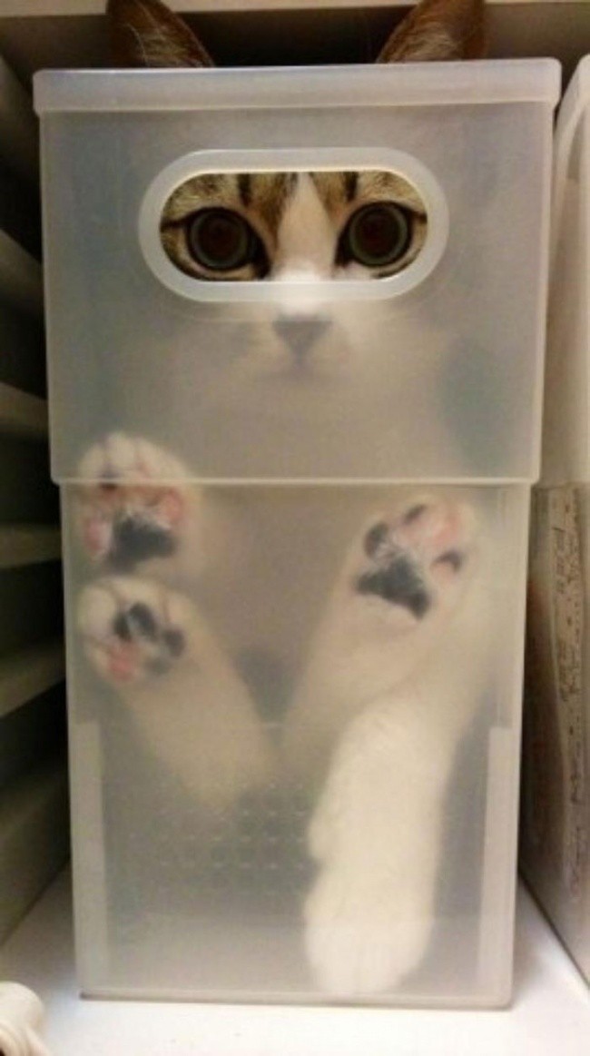 Кошки - это жидкость!-6