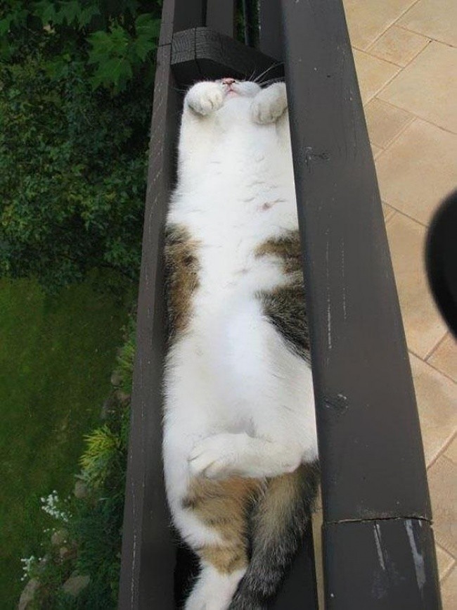 Кошки - это жидкость!-7
