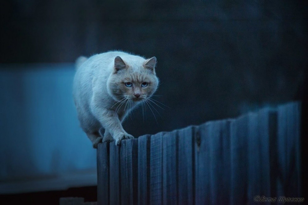 Лучшие снимки National Geographic-1
