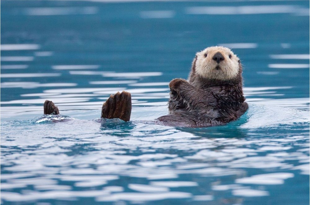 Лучшие снимки National Geographic-11