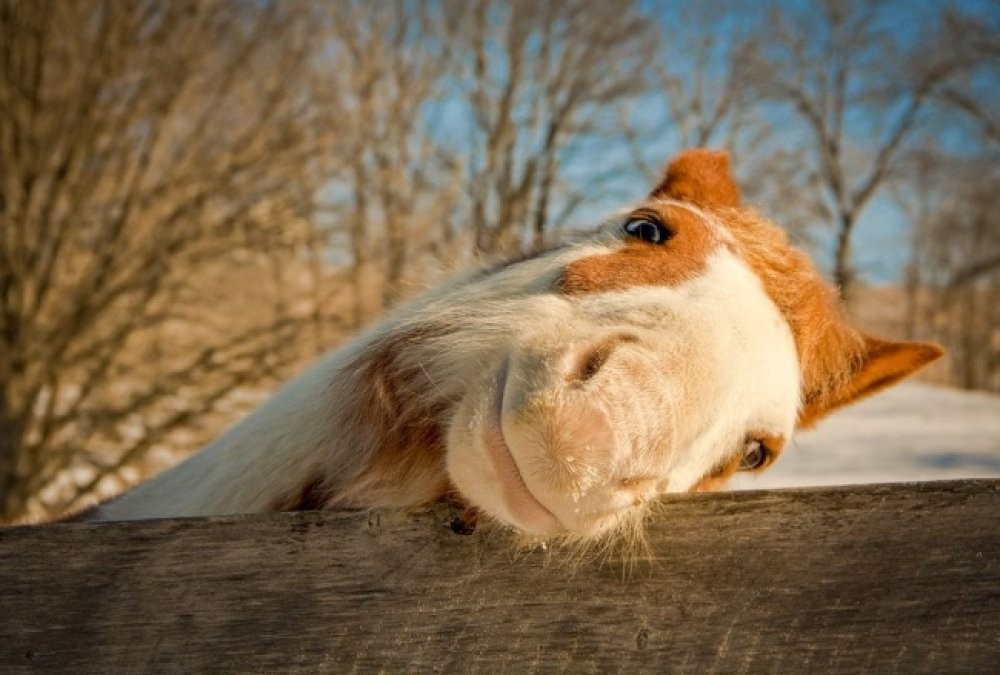 Лучшие снимки National Geographic-3