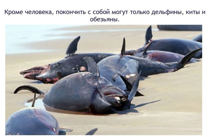Факты о дельфинах-10