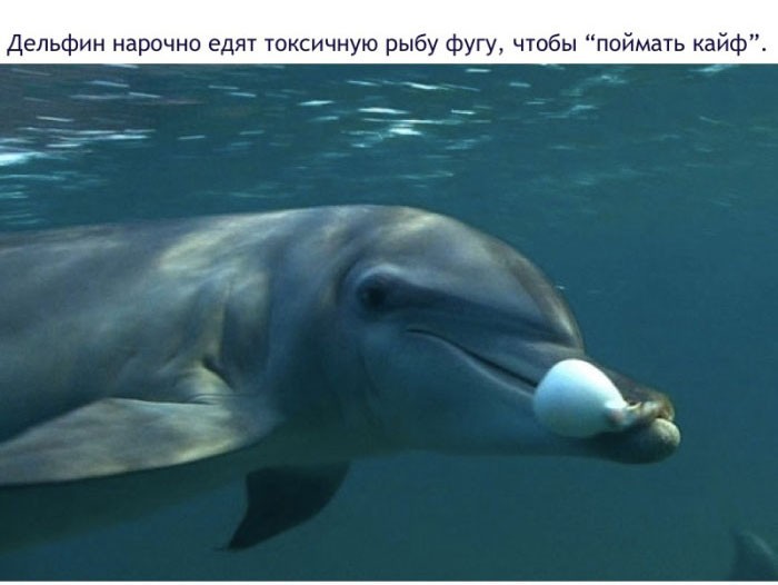 Факты о дельфинах-11