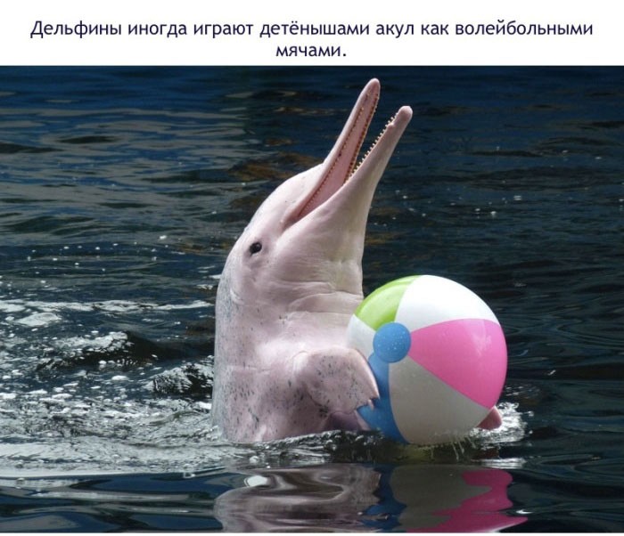 Факты о дельфинах-12