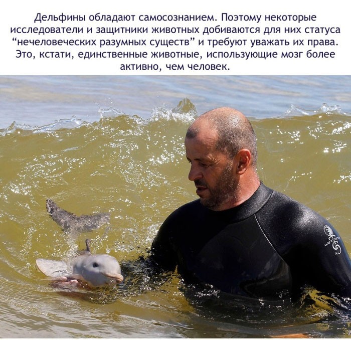 Факты о дельфинах-15