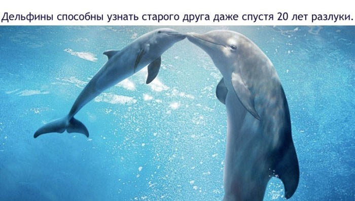 Факты о дельфинах-16
