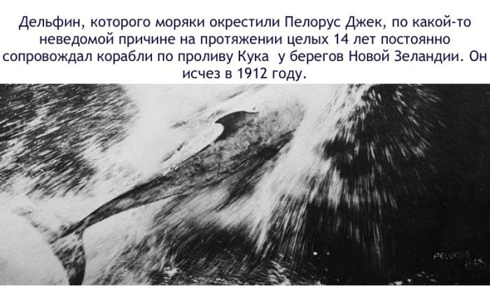 Факты о дельфинах-2