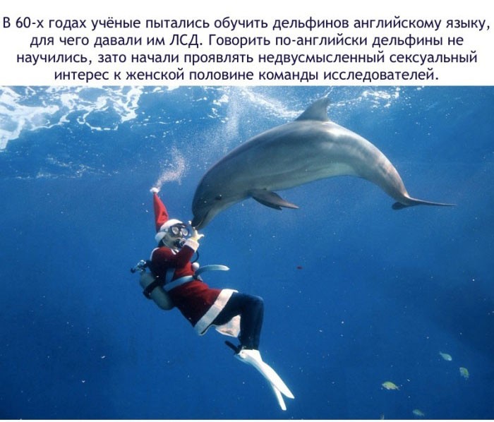 Факты о дельфинах-3