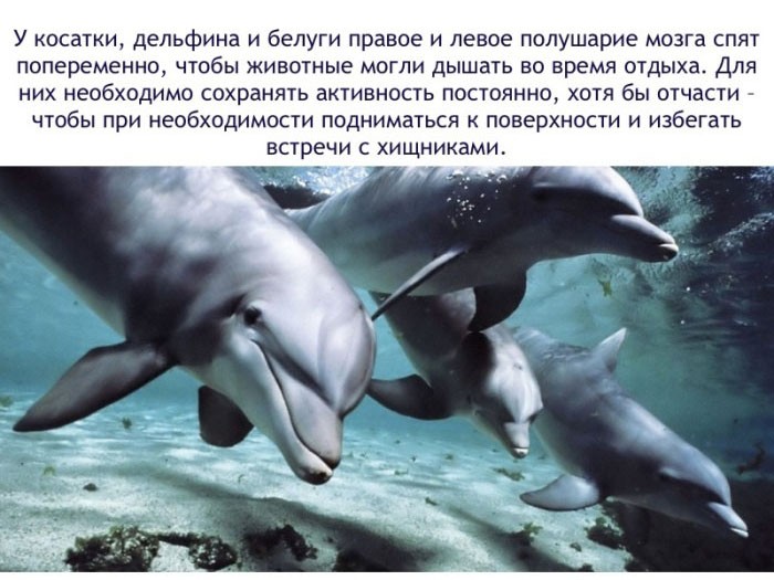 Факты о дельфинах-5