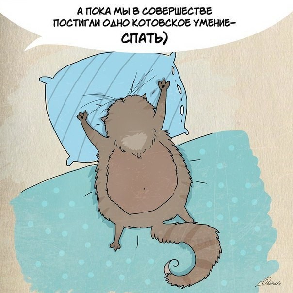 Чему следует поучиться у кошек-4