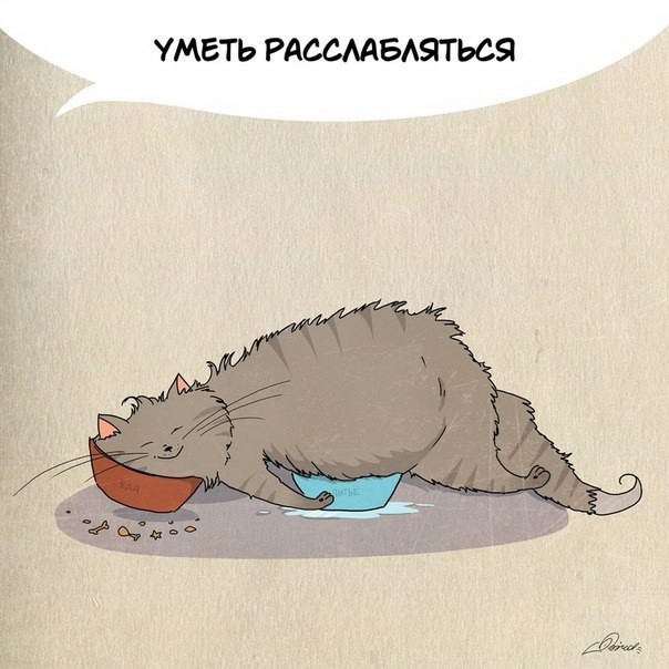 Чему следует поучиться у кошек-5