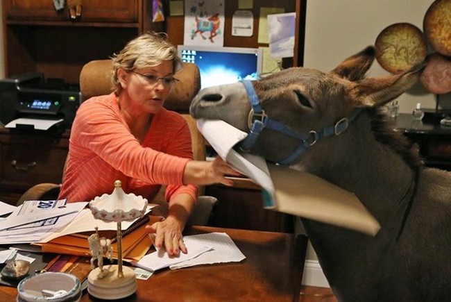 Домашний ослик-3