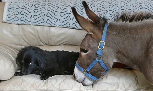 Домашний ослик-6